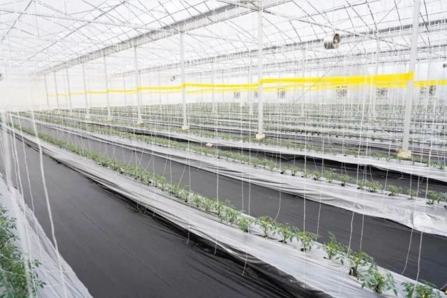 花博會孕育光明母港現(xiàn)代種業(yè)創(chuàng)新區(qū) 光明全方位融入市民生活