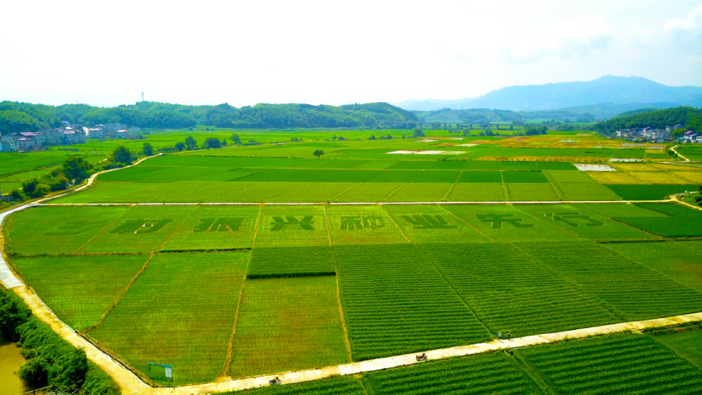 "種"出"芯"希望&mdash;&mdash;福建種業(yè)振興進(jìn)行時