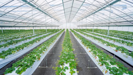 鹽都草莓!亮相草莓種業(yè)大會!