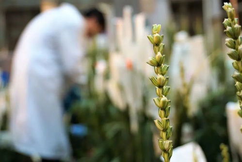 種業翻身路徑千萬條,抓住這個 牛鼻子 是第一條