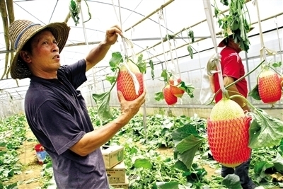 東盟經(jīng)開區(qū)農(nóng)產(chǎn)品閃耀2013中國國際種業(yè)博覽會(huì)_農(nóng)業(yè)區(qū)域經(jīng)濟(jì)_新浪財(cái)經(jīng)_新浪網(wǎng)