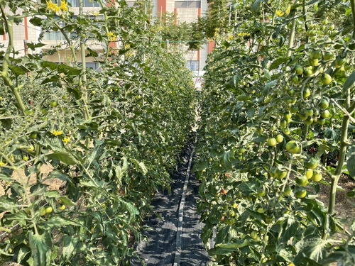 近800個(gè) 廣州歷年最多番茄新品種的展示會(huì)來了