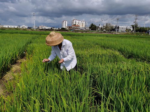 湖北種業(yè)專家在海南召開(kāi)了這場(chǎng)會(huì)議 討論了一個(gè)大問(wèn)題