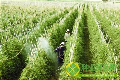 靖州縣甘棠鎮(zhèn)樂(lè)群村雜交水稻制種基地.