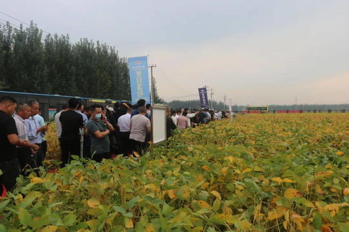 滿眼碩果 精品匯 圣豐種業(yè)集團(tuán)2020年度大豆觀摩洽談會(huì)成功召開(kāi)