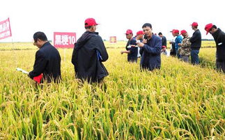 黑粳10同江田豐種業(yè)現(xiàn)場(chǎng)觀摩會(huì)再掀種業(yè)高潮