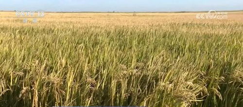 我國(guó)種業(yè)振興行動(dòng)取得階段性成效，初步摸清資源家底