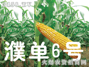 大京九濮單6號(hào) 大京九種業(yè)的創(chuàng)新與農(nóng)業(yè)貢獻(xiàn)