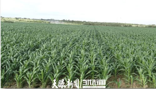 農(nóng)發(fā)行花溪支行發(fā)放600萬(wàn)元貸款，助力種業(yè)小微企業(yè)實(shí)現(xiàn)育繁推一體化產(chǎn)業(yè)建設(shè)