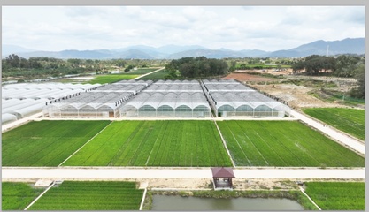 跨越千里，上海農(nóng)科青年在“種業(yè)硅谷”播種未來(lái)